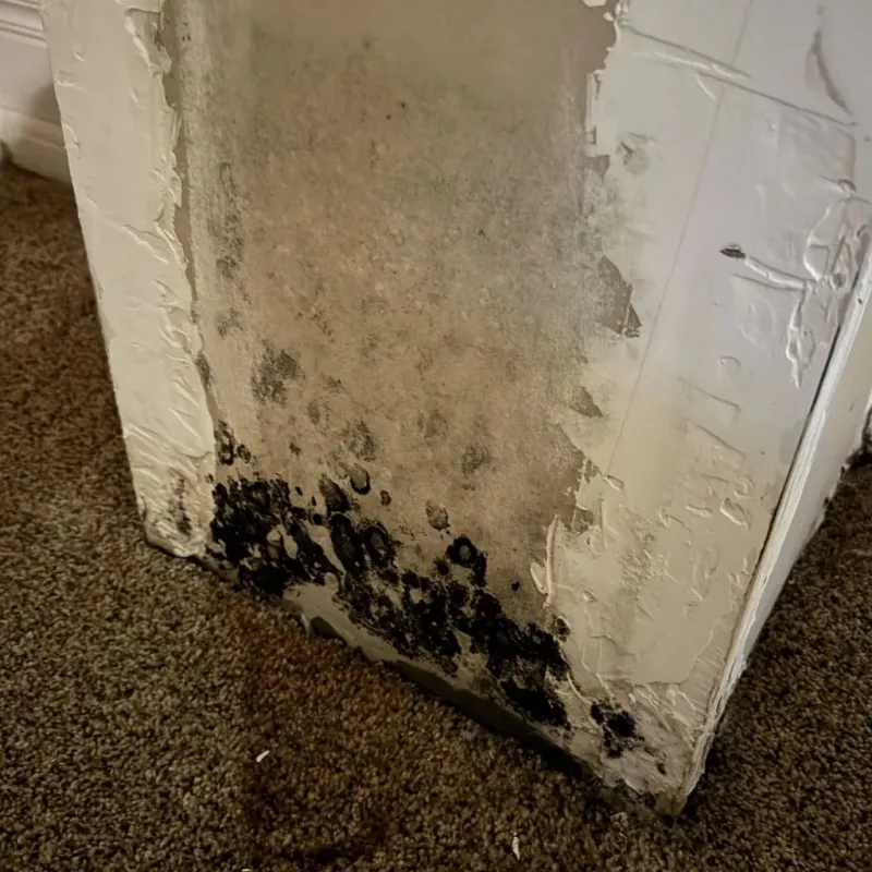 Professional Mold Removal in Belmont, NC